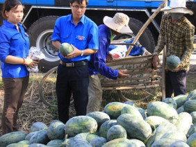 Quảng Ngãi: Bất chấp cảnh báo, hàng ngàn tấn dưa lại chờ giải cứu