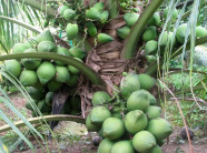Trồng dừa "lạ" cây 1m đã có quả, bán cả trái và giống thu tỷ bạc