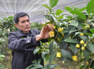 Trồng "vàng xanh" trên đất cằn, bán hoa 22 triệu/kg, lá 300 ngàn/kg