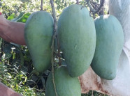 Nông dân Sơn La trúng quả nhờ "mặc áo" cho hàng nghìn quả xoài