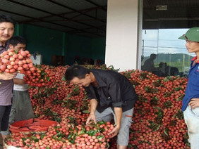 Bắc Giang: Người trồng vải thiều tha thiết kêu gọi đừng... giải cứu