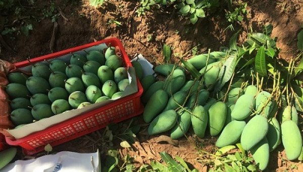 Ghép xoài da xanh "khổng lồ" lên gốc xoài ta, lãi 150 triệu đồng