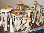 Đắng ngắt, đen xì nhưng là phân hữu cơ cho ra đời loại nấm hảo hạng