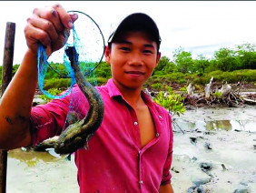 Lội rừng ngập mặn ở Đất Mũi “săn” loài cá kỳ lạ nhất hành tinh