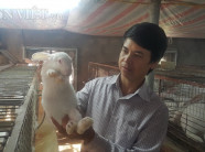 Nuôi cả ngàn thỏ trắng bán cho Nhật, lãi 40 triệu/tháng