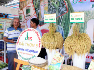 Festival lúa gạo lần 3: Cơ hội định vị giá trị hạt gạo Việt Nam
