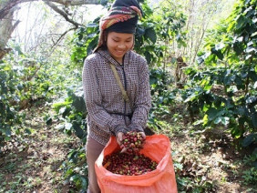 Mùa thu hoạch cà phê Sơn La, được bao nhiêu thương lái 