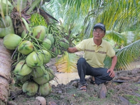 Kiếm bộn tiền nhờ trồng dừa thơm mùi lá dứa, trái sát đất