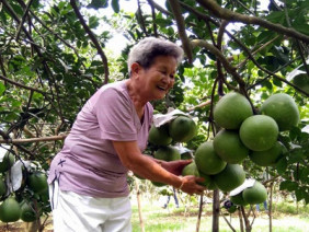 Bỏ lúa trồng cây ăn trái, 