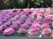 Trà hoa hồng cả bông 10 triệu/kg, bà chủ bỏ 2 tỷ không dám uống nhiều