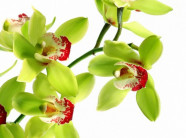 8 năm nuôi dưỡng, 5 năm đợi nở hoa: Đau tim với giò phong lan 4,5 tỷ