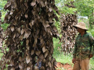 Tây Nguyên: Tiêu chết như ngả rạ, từ tỷ phú bỗng thành... trắng tay