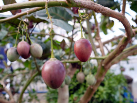 Ngán ngẩm, cây siêu quả gây 