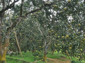 Cả làng giàu sang nhờ giống bưởi cổ tiến Vua trăm tuổi