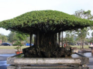 Tuyệt phẩm sanh cổ 'Nhất tọa kinh thiên': Trả 11 tỷ, chủ vẫn lắc đầu