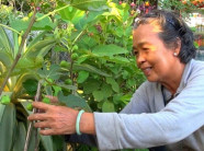 Ươm giống sung "lạ", làm cho ra trái, có cây nào bán hết cây đó