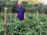 Trồng rau VietGAP ở lòng chảo Mường Thanh, 1 vụ lãi bằng 3 vụ lúa