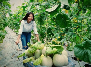An Giang: Nữ kỹ sư công nghệ làm vườn dưa lưới khiến ai cũng mê