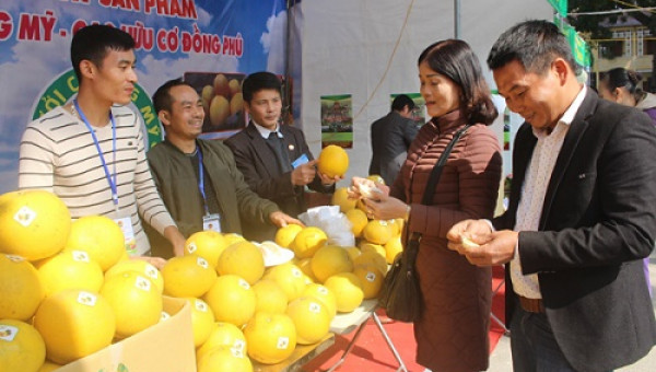 Đất đồi gò thành trang trại thu tiền tỷ/năm