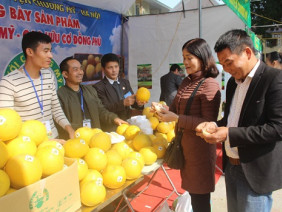 Đất đồi gò thành trang trại thu tiền tỷ/năm