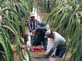 Xót xa: Thanh long chìm trong biển nước, dân cắt vội vớt vát