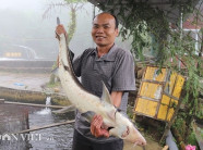 Lãi 3 tỷ đồng/năm đều như "vắt chanh" nhờ nuôi cá trên đỉnh mây mù