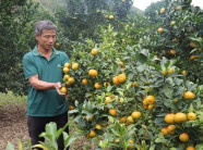 Lãi 250 triệu mỗi năm từ 750 gốc cam Canh trồng trên đất dốc