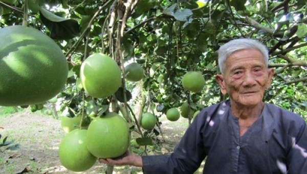Lão nông U90 trở thành tỷ phú từ giống bưởi có cái tên mỹ miều
