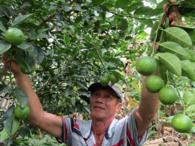 Làm giàu ở nông thôn: Trồng chanh trứng ngỗng, thu tiền tỷ