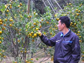 Trồng quýt chiết cành sai trĩu quả lại ít hạt thu hơn trăm triệu/năm