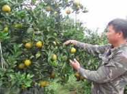 Tin vui: Cam Cao Phong lên máy bay VNA phục vụ khách thương gia