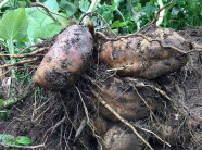 Giống khoai kỳ lạ ở Lào Cai: Ngọt như lê, thơm như nhân sâm