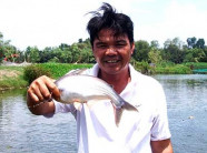 LẠ MÀ HAY: Nuôi cá bằng... bánh bao, ông Tư lãi tiền tỷ