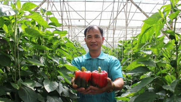 U50 thu 30 triệu/tháng nhờ trồng ớt chuông trái đỏ như son