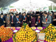 Hòa Bình: Thủ phủ cam Cao Phong tưng bừng mở hội cây có múi