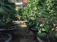 Chăm bưởi cảnh căng tròn, quả chi chít sát đất để phục vụ "đại gia"