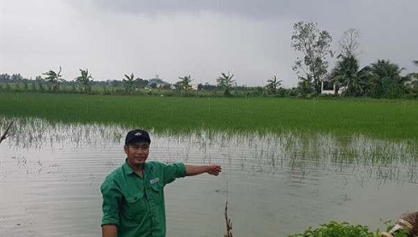 Xôn xao vụ thu mua lúa non giá cao bất thường để làm... thuốc nam