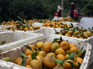 Bắc Kạn: Dong riềng, quýt "rẻ thối", xếp đống ngoài đường đợi khách