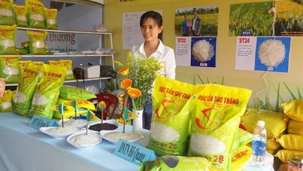 Vinh danh Top 3 ngon nhất thế giới, gạo thơm ST bán chạy vèo vèo