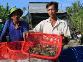 Độc đáo: Nuôi tôm càng xanh toàn đực trên ruộng, chưa ai bị thua lỗ