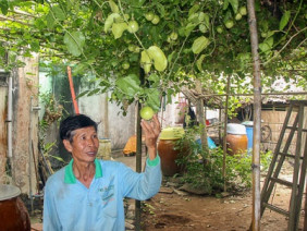 Trồng thành công chanh dây ngọt lạ, bán 100 ngàn đồng/ký