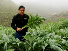 Chốn sương mù, kiếm bộn tiền nhờ loài cây bán cả lá lẫn hoa