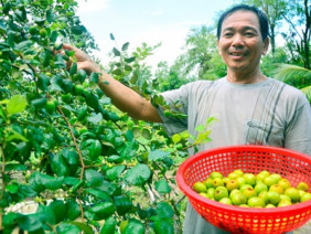 Độc đáo mô hình trồng táo + nuôi dê, táo ngọt mát nhờ 