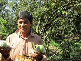 Kiếm bộn tiền nhờ đưa vú sữa đặc sản lên đường sang... Mỹ