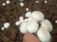 Trồng nấm trắng như ngọc bán Tết, có bao nhiêu cũng bán hết veo