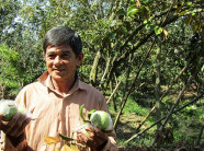 Kiếm bộn tiền nhờ đưa vú sữa đặc sản lên đường sang... Mỹ