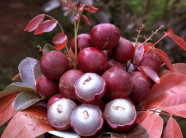 Cận Tết, vườn nhãn tím "vạn người mê" ùn ùn người xếp hàng xin mua