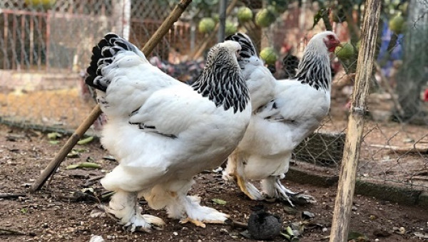 Đại gia Đài Loan sang Việt Nam: Bỏ 70 triệu mua 6 con gà khổng lồ ăn Tết