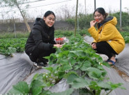 Xôn xao: Đưa vườn dâu tây 3000m², chín đỏ mọng về ngay giữa Thủ đô