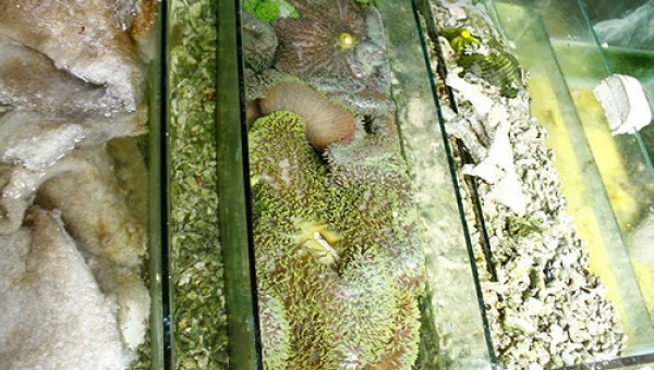 Làm giàu khác người: Phất lên nhờ nuôi cá cảnh nước mặn